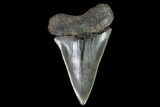 Huge, Fossil Mako Shark Tooth - Georgia #75047-1